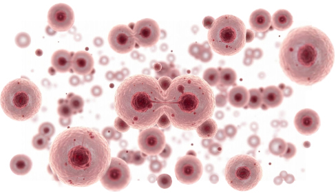 تصویر شماتیک سلول های بنیادی خون بند ناف که قابلیت تمایز بسیار بالایی دارند و قابلیت درمان ۸۰ نوع بیماری را دارند.